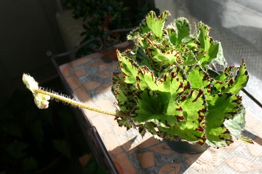B. ‘Green Rose’